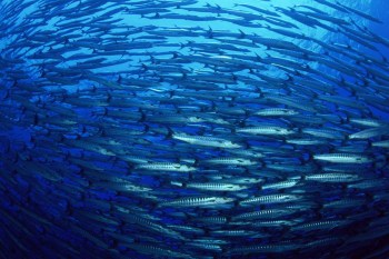 Healthy oceans have a central role to play in solving one of the biggest problems of the 21st century – how to feed 9 billion people by 2050. Photo: FAO