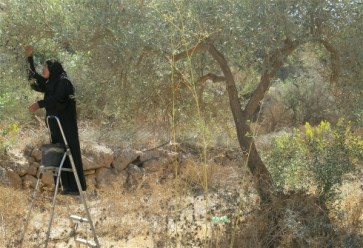 ***Photo: Annie Slemrod/IRIN | Nearly 40,000 trees have been destroyed or damaged in violence since 2009