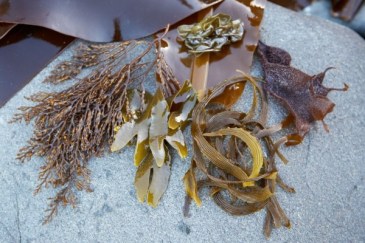 Photo source: Greenpeace