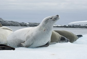 A herd of Crabeater seals on the ice in the Antarctic. (Image used under license from Shutterstock.com) | Source: UN News Centre