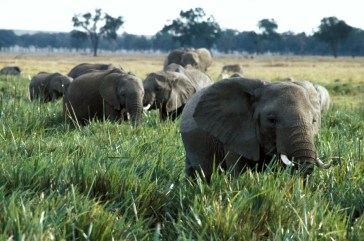 Illegal trade in wildlife and timber products finances criminal and militia groups, threatening security and sustainable development. Photo: World Bank/Curt Carnemark