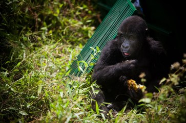 An orphaned gorilla released in its new habitat, in eastern Democratic Republic of Congo. Healthy gorilla populations are becoming increasingly isolated due to habitat loss and conflict across the region. Photo: UNEP/GRID-Arendal/Tim Freccia