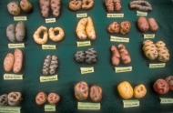 The International Potato Center in Peru saves many kinds of potatoes.| Source: FAO