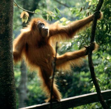 Sumatran orangutan (Pongo abelii)