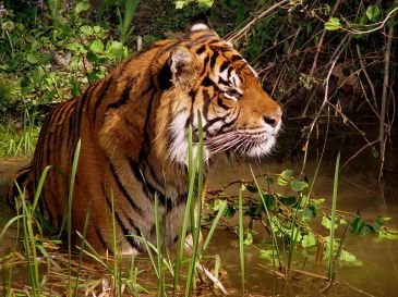  **Photo: Panthera tigris.| Author: Moni Sertel | Wikimedia Commons
