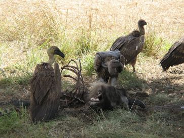 **Photo: A wake (group of feeding vultures) of white-backed vultures eating the carcass of a wildebeest | Author: Magnus Kjaergaard | Wikimedia Commons