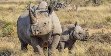 Beyond immediate environmental impacts, the illegal trade in natural resources is depriving developing economies of billions of dollars in lost revenues. - See more at: http://www.unep.org/newscentre/Default.aspx?DocumentID=26788&ArticleID=34775&l=en#sthash.sPFlHVZx.dpuf