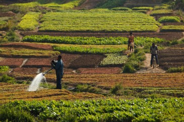 Healthy soils are essential to food security and play a critical role in the carbon cycle. Photo: FAO/Olivier Asselin