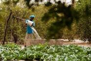 A Senegalese farmer transfers well water into a holding container. | Source: FAO