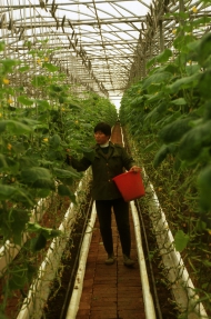 small_FAO_Antonello Proto_China