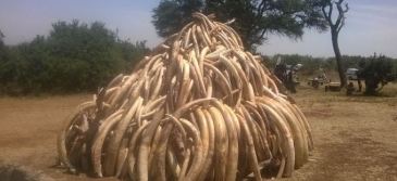 Kenya celebrated the 2015 World Wildlife Day by burning 15 tones of illicit ivory.  | Source: UNEP