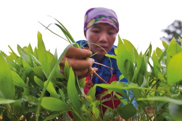 A worker weeding in a nursery in Back Kan, Viet Nam. Photo: FAO/Joan Manuel Baliellas