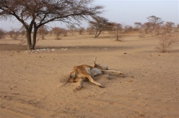 **Photo: Jaspreet Kindra/IRIN | Carcasses dot the sandy landscape in southern Mauritania's Hodh El Chargui region, where a lack of rain has affected both wild vegetation growth and crops.