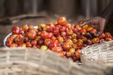 Almost one-third of food produced for human consumption – approximately 1.3 billion tonnes per year – is either lost or wasted globally. Photo: FAO/Giulio Napolitano