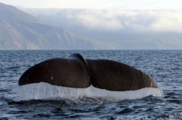 UNDP-GEF report says as little as $5 billion in public funds could catalyse action and financial flows to reverse ocean degradation. Photo: UNDP/A. Chetvergov