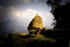 A Nepali woman returns from her fields. The straw will be used to make rugs and feed livestock. | FAO