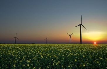 *****Wind, solar, and biomass are three emerging renewable sources of energy. | Wind turbines in a rapeseed field in Sandesneben, Germany. | Author: Jürgen from Sandesneben, Germany | Wikimedia Commons