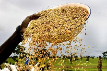 FAO, IFAD and WFP joint project “Mainstreaming food loss reduction initiatives for smallholders in food deficit areas” aims to improve food security and income generation through reduction of food losses in food grains and pulses value chains. Photo: FAO/Alessandra Benedetti