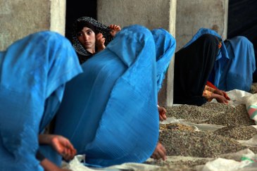 Thirty years of strife have taken a heavy toll on Afghan institutions and on the economy. Seen here are women sorting pistachios by hand at a privately-owned factory in Herat in June 2012. UN Photo/Eric Kanalstein