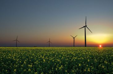 *****Wind, solar, and biomass are three emerging renewable sources of energy. | Wind turbines in a rapeseed field in Sandesneben, Germany. | Author: Jürgen from Sandesneben, Germany | Wikimedia Commons