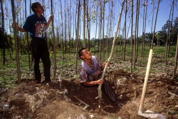 In many rural economies, the forest enterprises of families and communities are major contributors to local livelihoods. Photo: FAO/Giuseppe Bizzarri