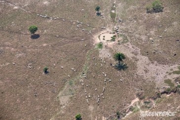 Photo credit: Greenpeace