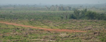  'We want our land back': Liberian communities speak out about big palm oil “We want our land back,” said Bindu Kannea, a mother and a farmer who lives in Grand Cape Mount County. In Liberia community resistance to palm oil expansion is about protecting their last remaining pieces of land. | Source: http://www.farmlandgrab.org/
