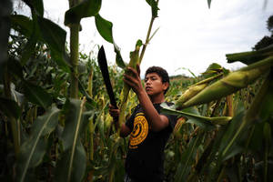 El Salvador is one of the countries in Central America most affected by this year's El Niño- related dry weather, which caused strong reductions in its maize harvest. | Source: FAO