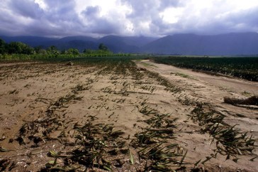 Climate change has serious implications for agriculture and food security. Photo: FAO/L. Dematteis