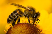 09-03-2011bee