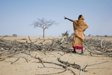 wood-scarcity-629x423