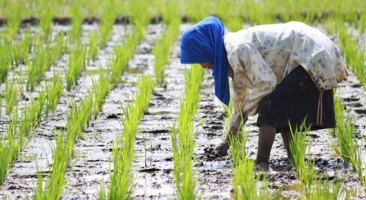 rice-initiative-photo_