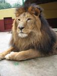 450px-Lion_zoo_Addis_Ababa_2
