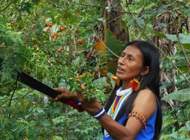 ZHCIndigenouspeoples-620x338-380x280