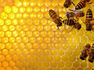 Bees-are-natures-most-economical-builders