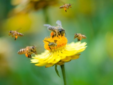 Honeybees-wings-beat-11400-times-per-minute
