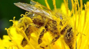 Bee-Pollination_Bee_Dandelion_Zoom2