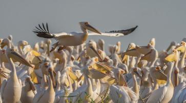 Great White Pelican_Pelecanus onocrotalus_Senegal 2007_copyright Sergey Dereliev_10_0