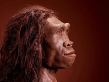 Paleoanthropology-is-the-history-of-how-homonids-became-humans