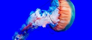 jellyfish2