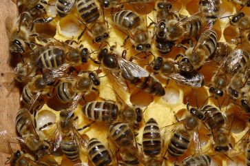 800px-Bienenkoenigin_43a