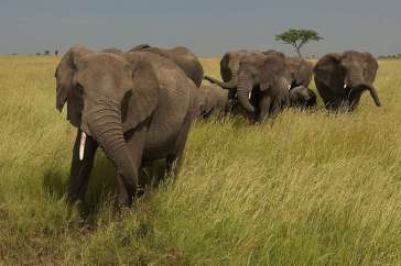Elephants in the Savanna in KenyaElefanten in der Savanne