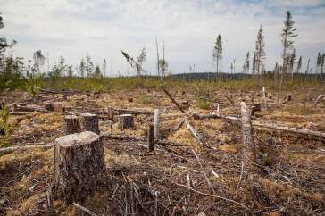 Clearcut in Cree Territory in Broadback Valley