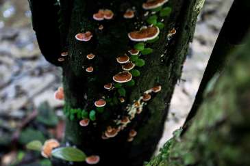 Fungi in Rainforest in West Papua