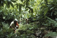 small_Women workers weed and clean around cacao trees in a plantation in Brazil Kate Boldt