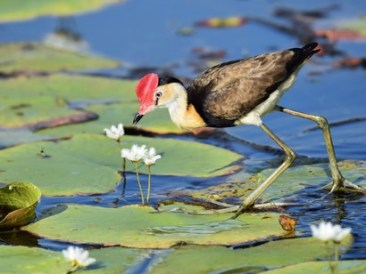 Wetlands-are-seats-of-biological-diversity