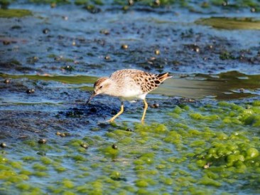 Wetlands-are-sources-of-food-for-humans-animals-and-insects