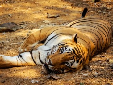 Resting-Indian-Tiger