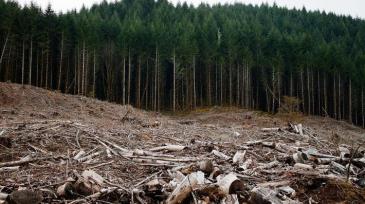 High Carbon Stock by Calibas wikimedia gc.jpg