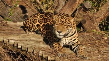 ibera 4 resized by nicolas carro (30)